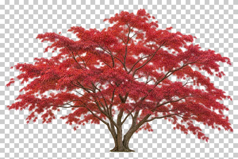 A low spreading Japanese maple-type tree with multiple stems and layered red foliage.