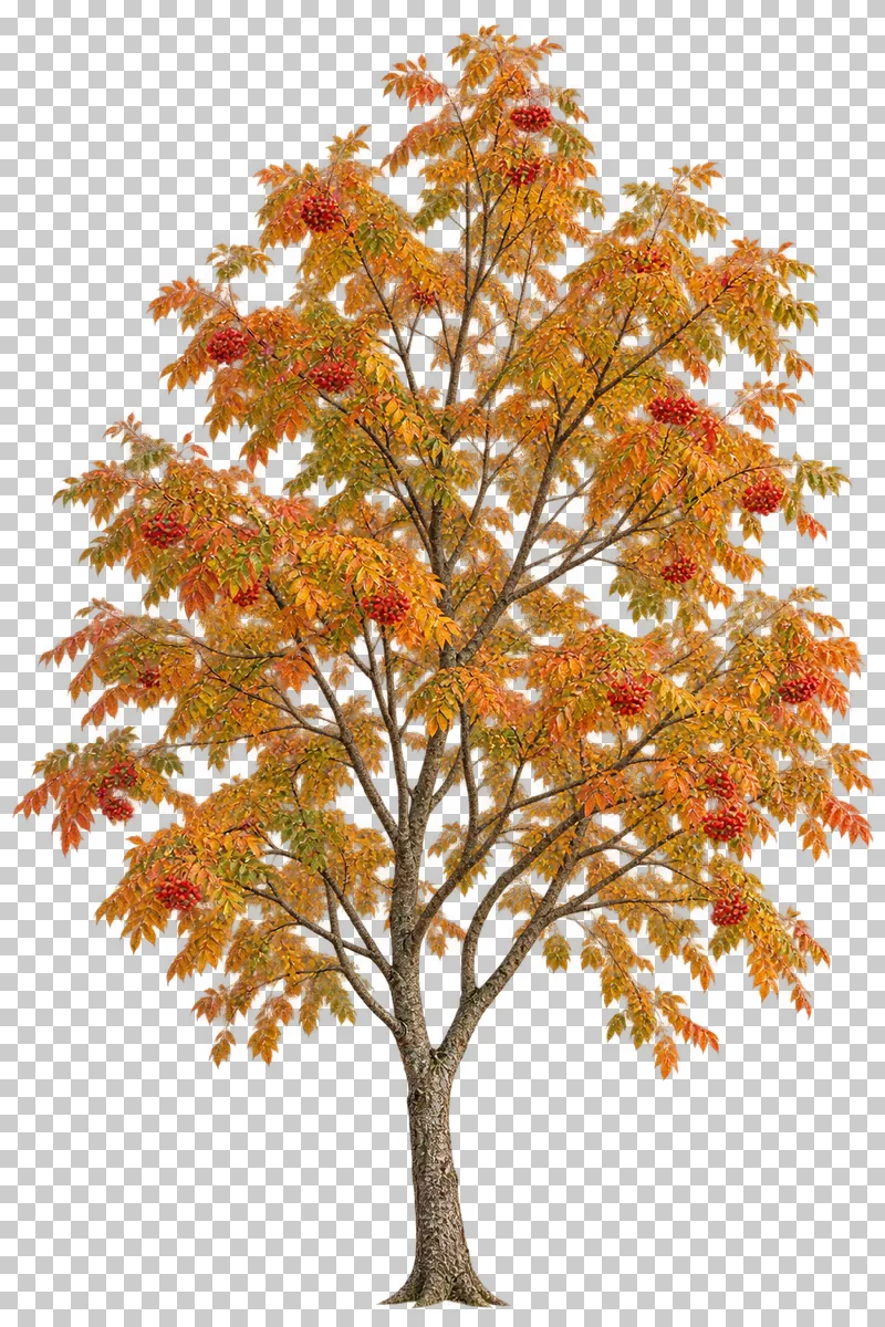 A small open rowan-type tree with warm compound foliage and red berry clusters.