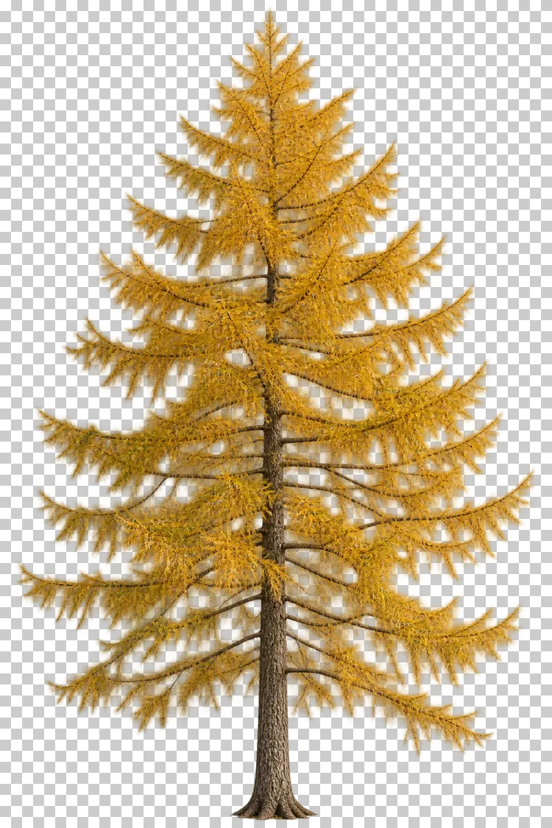 A tall conical larch-type tree with golden needles and open tiered boughs.