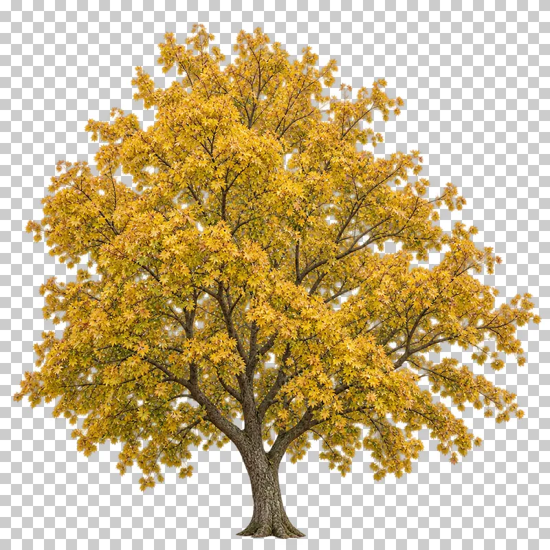 A compact irregular field maple-type tree with predominantly yellow foliage and a short trunk.