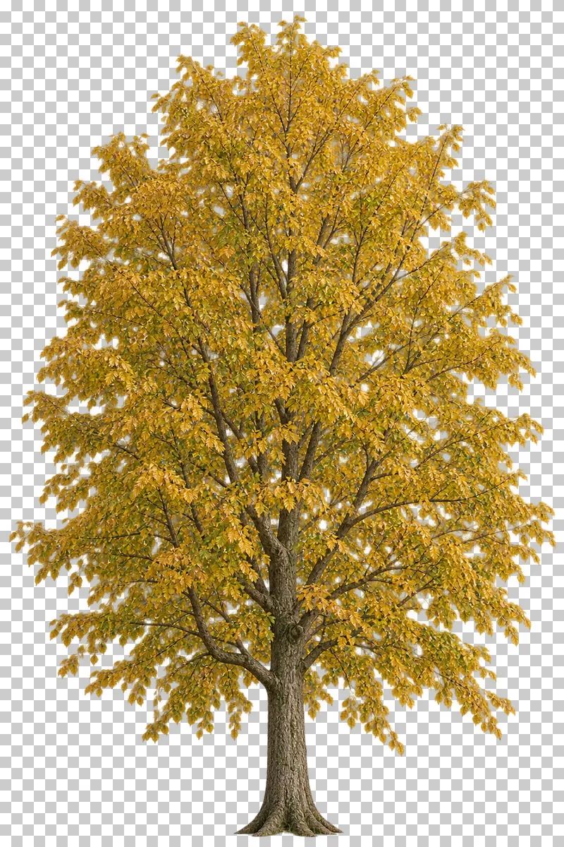 An upright oval hornbeam-type tree with gray bark and yellow-ochre foliage.