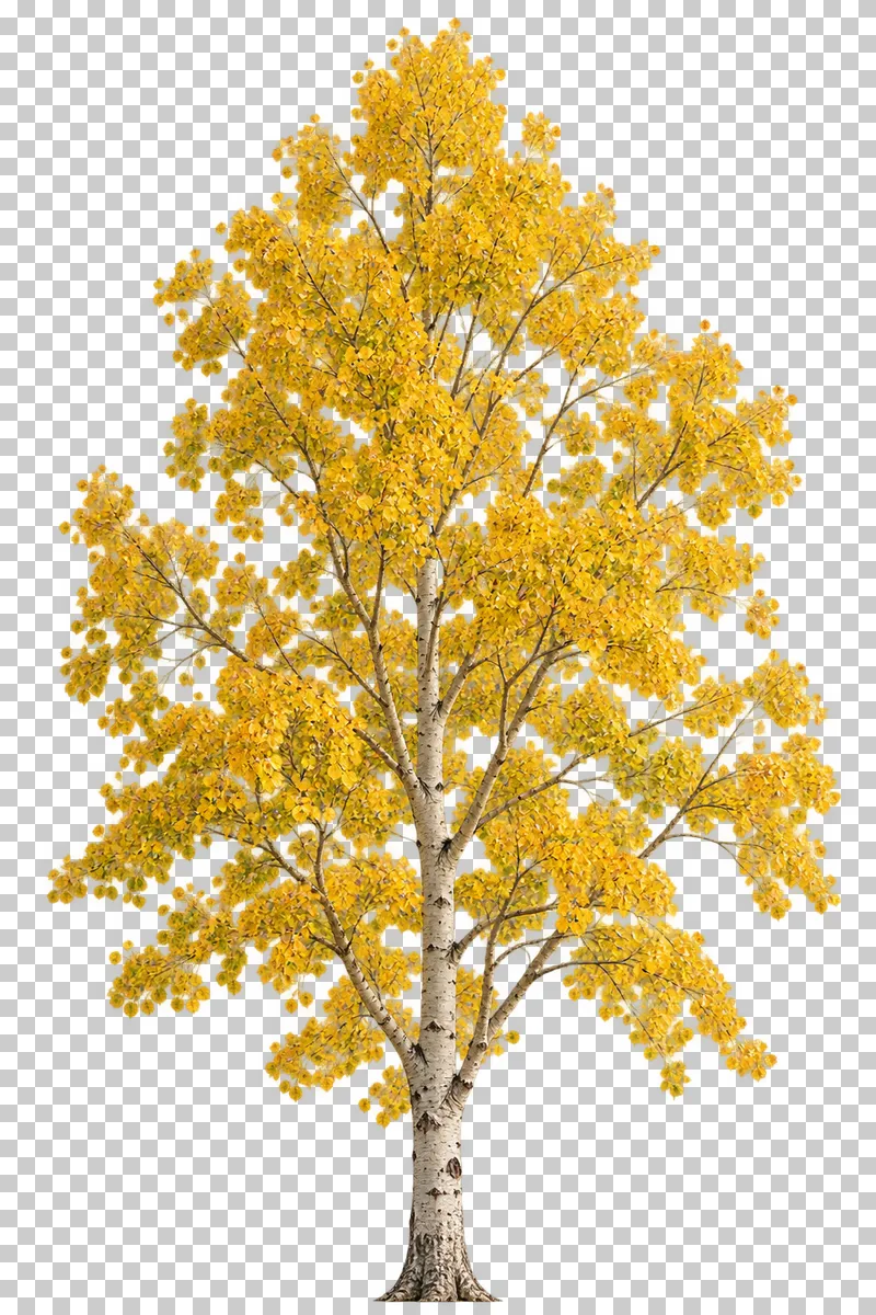 A light upright aspen-type tree with pale bark and golden rounded leaf clusters.