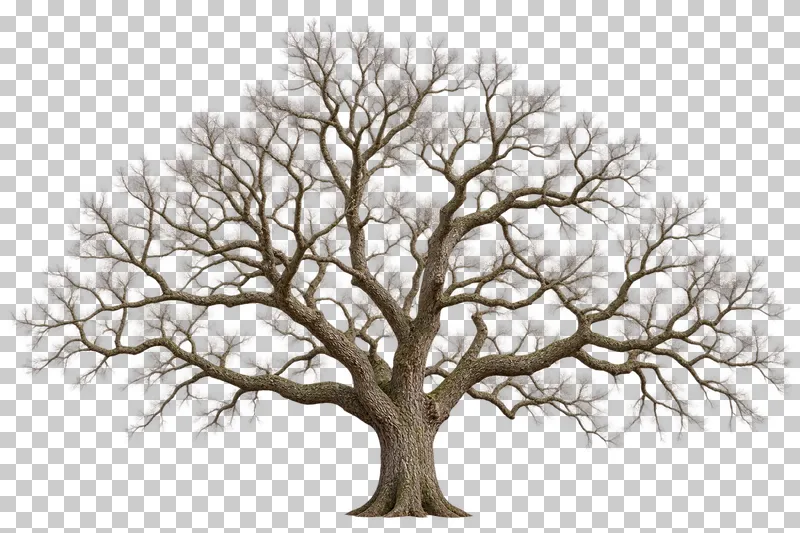 A broad bare oak-type tree with a short furrowed trunk and twisting scaffold limbs.
