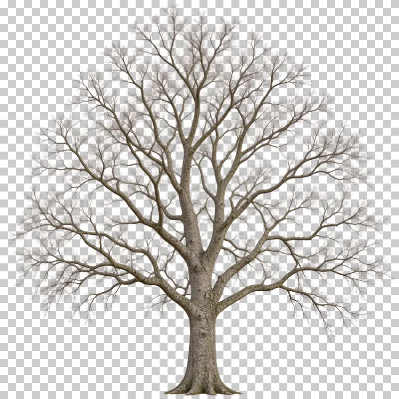 A rounded bare beech-type tree with smooth gray branches and fine tapered twigs.