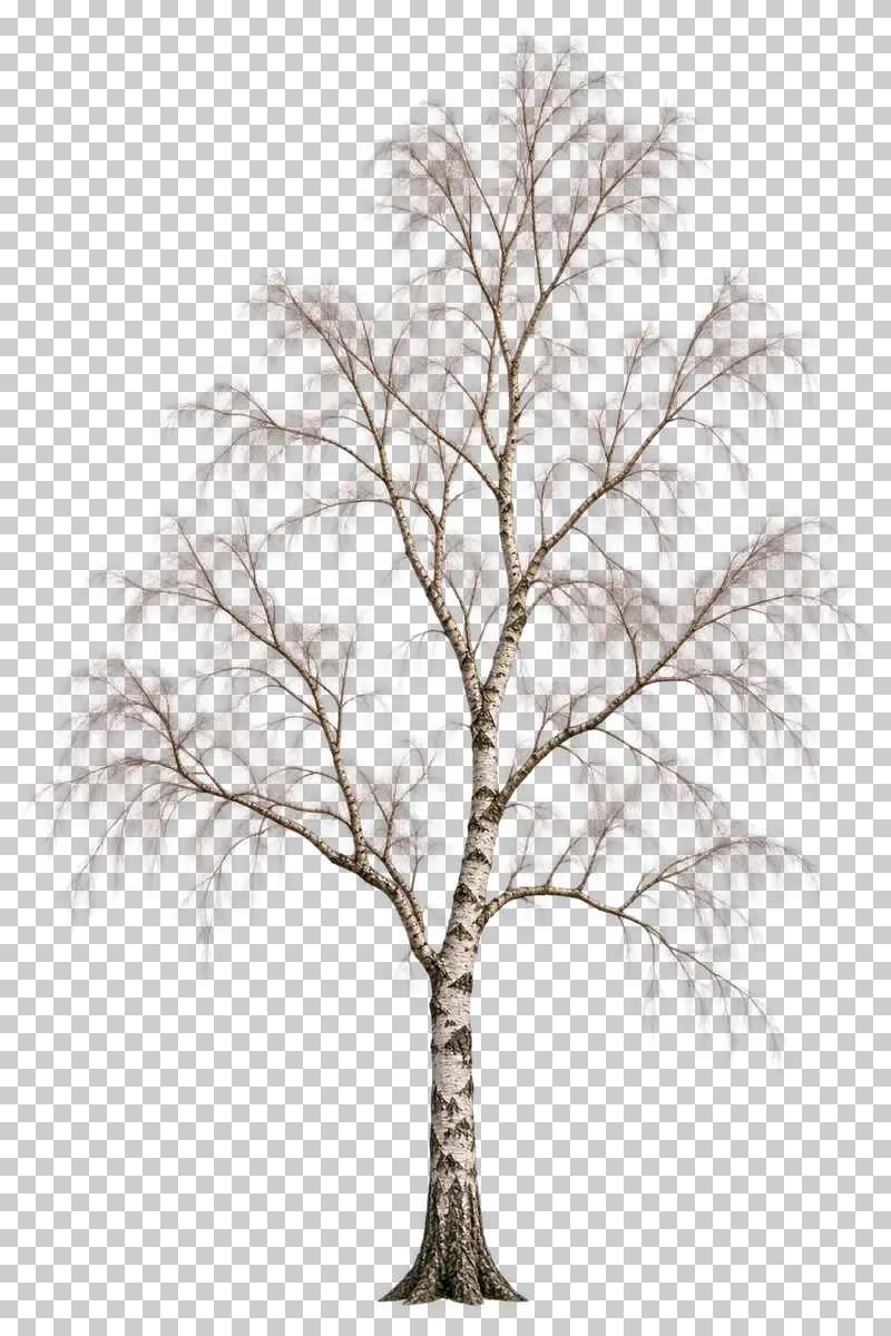 An airy bare silver birch with one pale trunk and delicate downward-curving twigs.