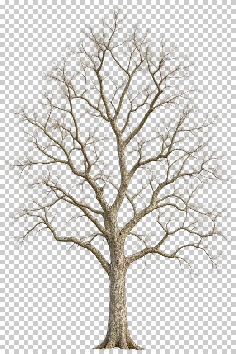 A tall bare London plane-type tree with mottled bark and an open high crown.