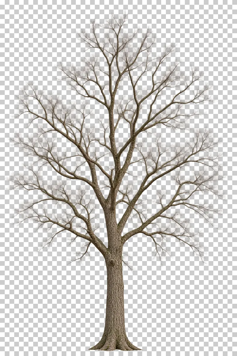 A bare ash-type tree with a tall trunk and loose ascending scaffold branches.