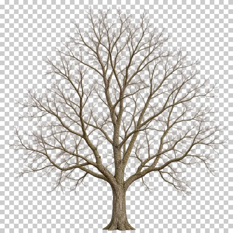A bare lime-type tree with a rounded ovoid crown and a clear trunk.