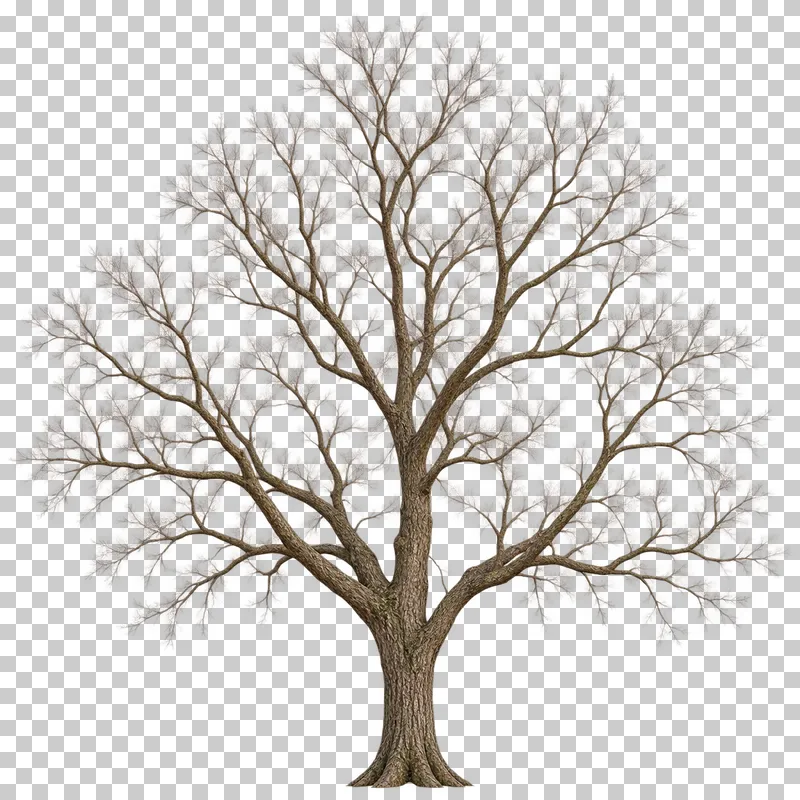 A bare elm-type tree with ascending main limbs and a spreading upper twig fan.