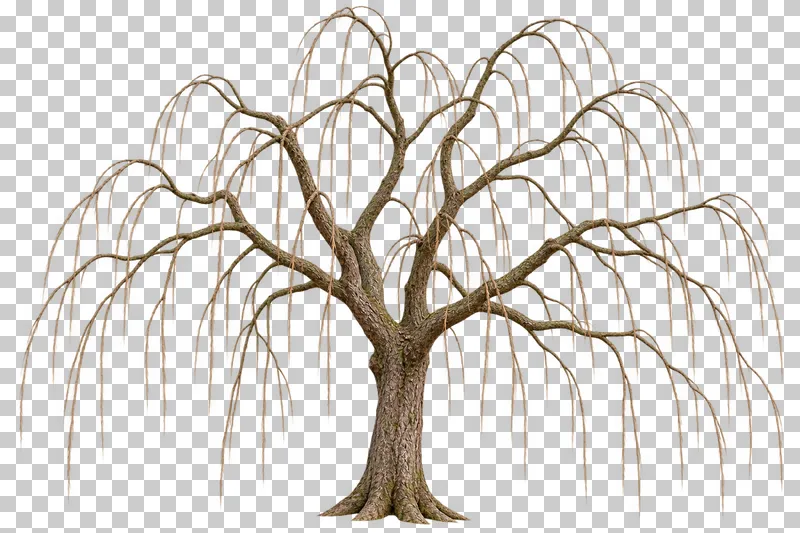 A broad bare weeping willow with arching limbs and separate long hanging woody shoots.