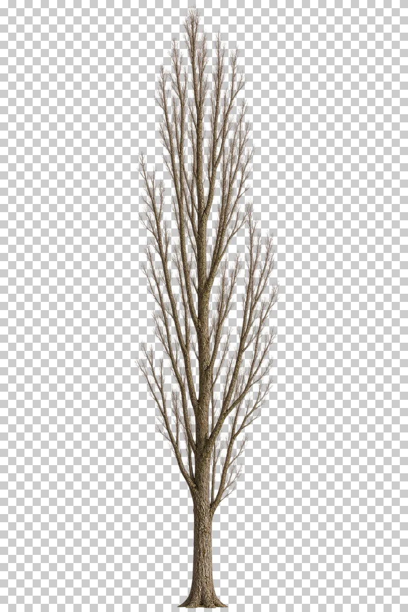 A narrow columnar bare Lombardy poplar-type tree with tightly ascending branches.