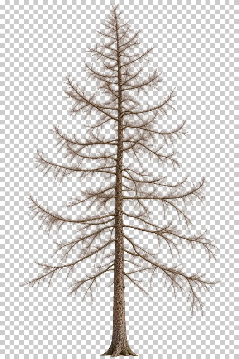 A bare larch-type tree with a straight trunk, tiered lateral branches and short woody shoots.