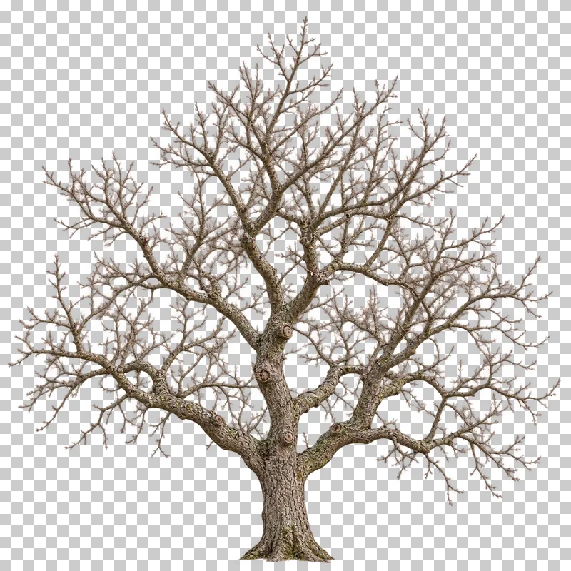 A low bare orchard apple-type tree with knotted spreading branches and short fruiting spurs.