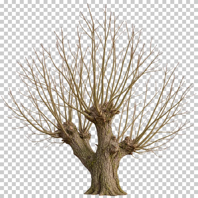 A bare pollarded willow with a thick short trunk, three pollard heads and upright shoots.