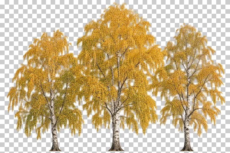 Three unequal golden birches with separated white trunks and overlapping autumn crowns.