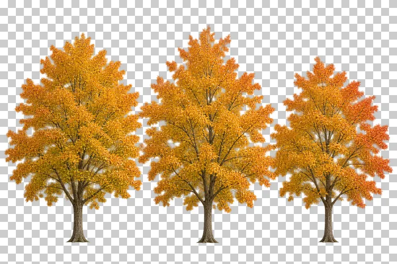 Three independently shaped gold-orange maple-type trees in a shallow row on one baseline.