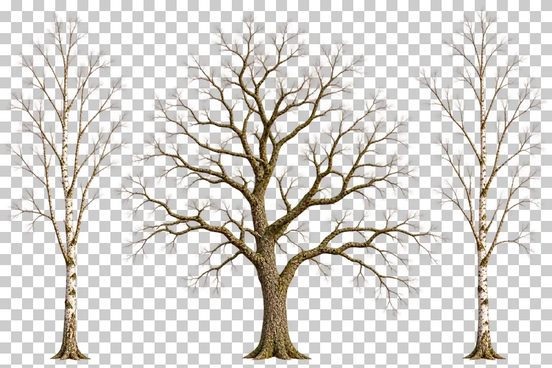 One spreading bare oak-type tree and two slim white birch-type trees with separated trunks.