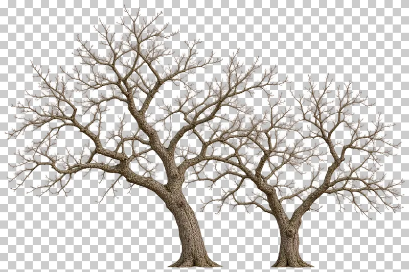 Two unequal bare orchard apple-type trees with separated trunks and overlapping crowns.