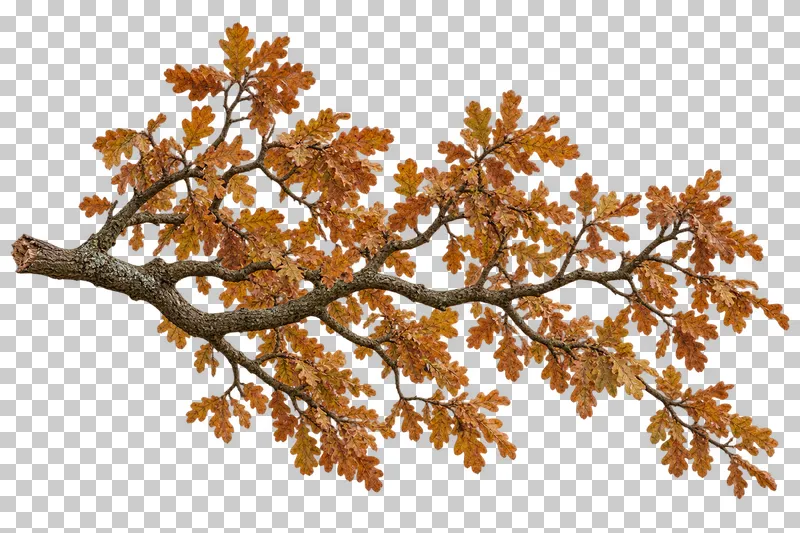 A horizontal oak bough with rough wood and russet rounded-lobed leaves.