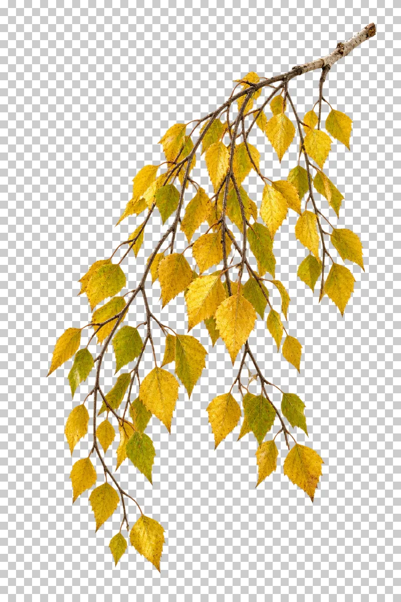 A slender hanging birch bough with pale wood, golden leaves and open spaces between twigs.