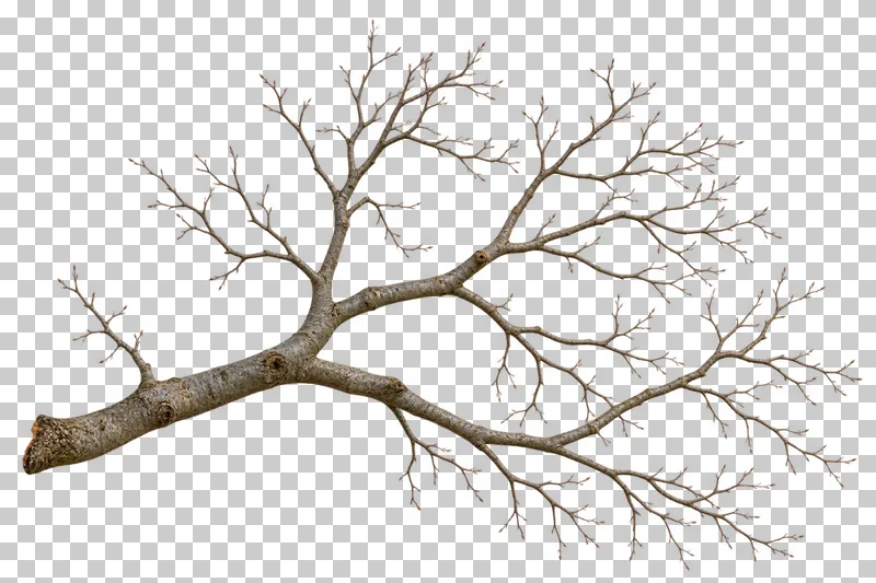 A substantial horizontal bare beech bough with gray wood and fine budded twig tips.