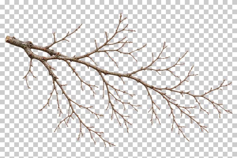 A lightly arched bare larch bough with descending fine twigs and short shoots.