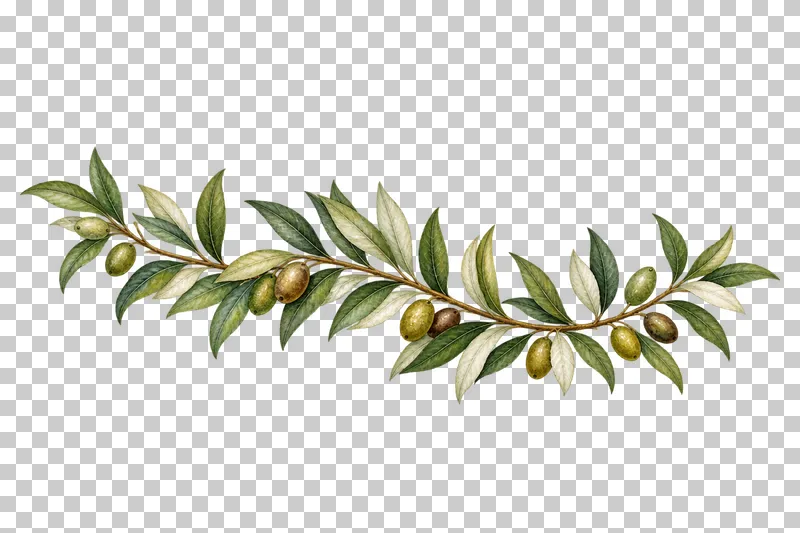 Horizontal watercolor olive spray with narrow leaves, pale leaf undersides and sparse green and brown olives.