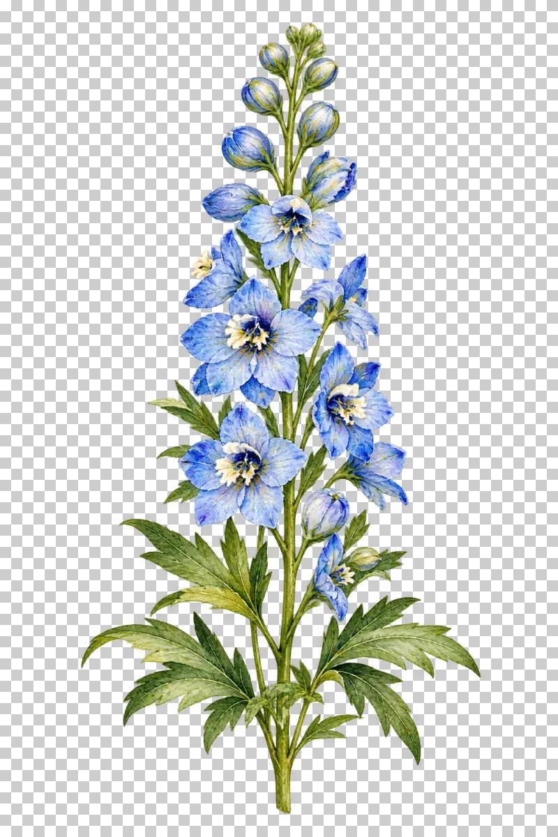 Upright watercolor blue delphinium spire with graduated buds, connected stem and divided green leaves.