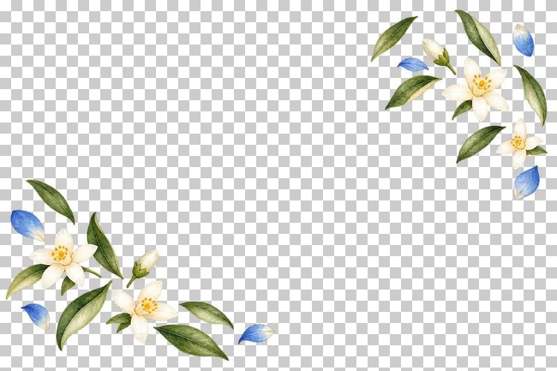 Sparse watercolor scatter of small white citrus blossoms, blue petals and olive leaves around a clear center.