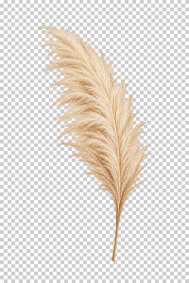 One curved ivory pampas plume with fine feathery fibers and a complete cut stem.