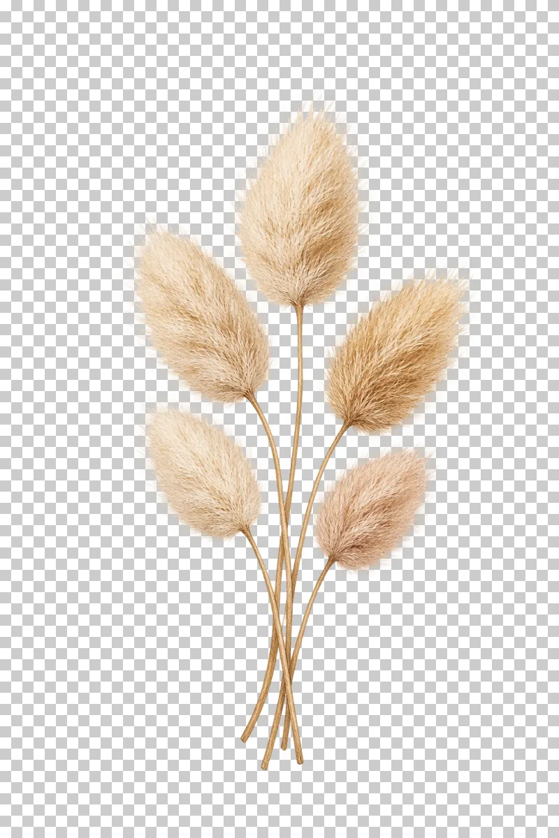Five pale tapered oval bunny-tail heads on separate slender gathered stems.