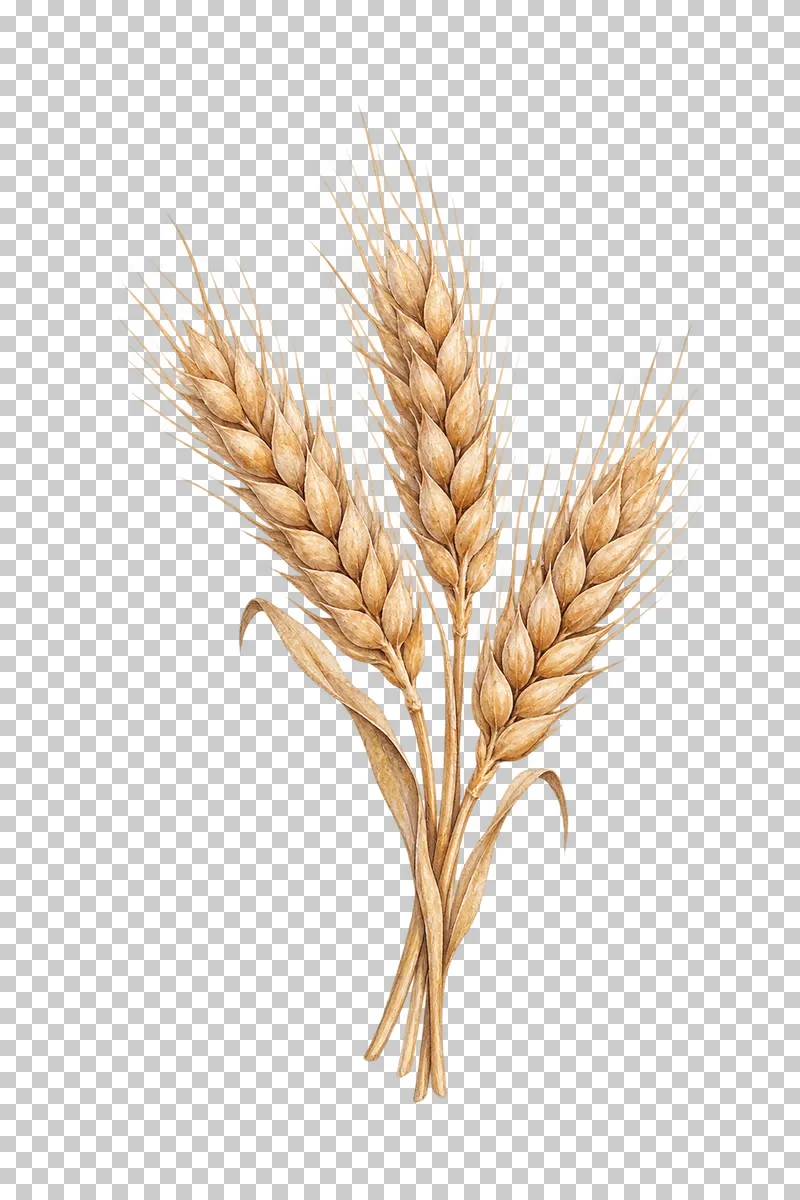 Three golden dried wheat ears with long awns and curled dry leaves.