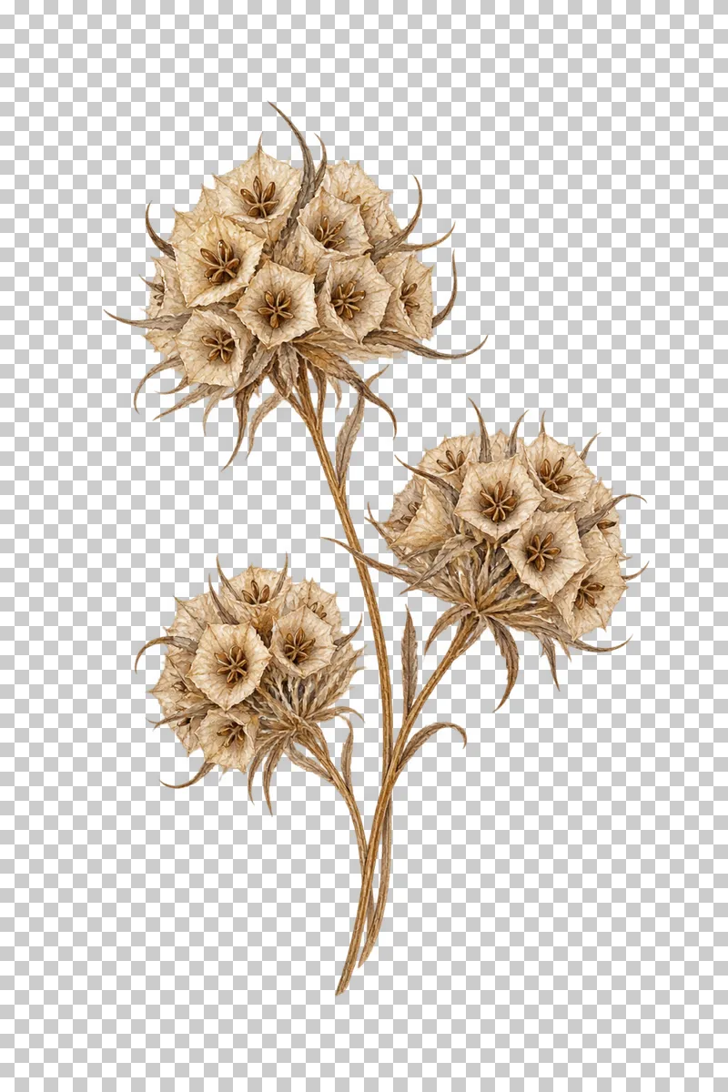 Three mature scabiosa seed heads formed from papery star-shaped cups on dry branching stalks.