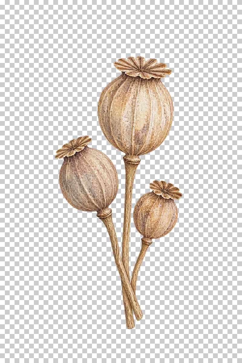 Three ribbed dried poppy capsules topped by flat radial woody crown discs.