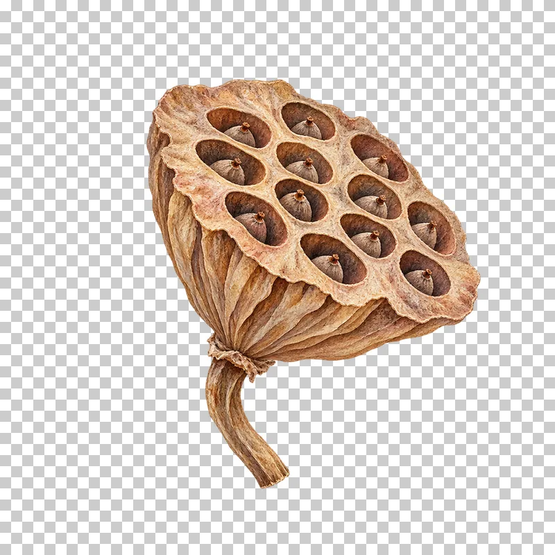 An angled brown dried lotus seed receptacle with recessed seed cavities and a curved short stalk.