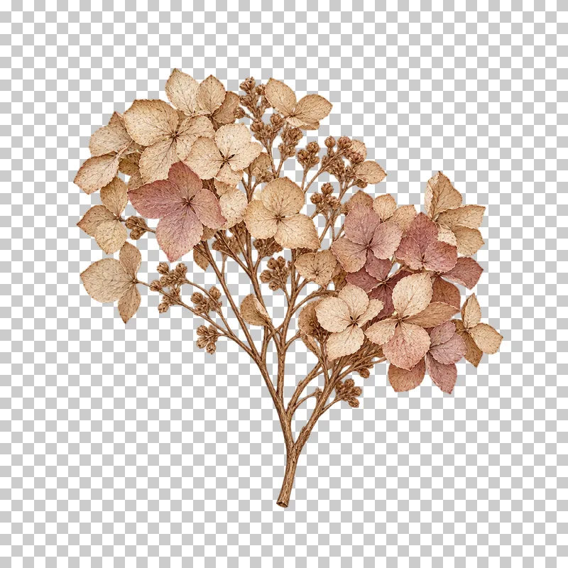 A branching dried hydrangea spray with ivory and muted rose papery florets and open stem gaps.