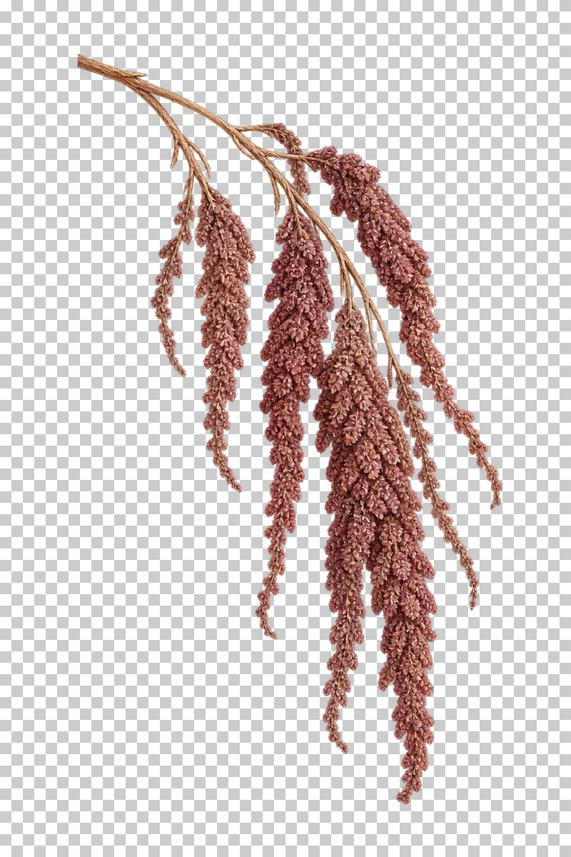Unequal wine-brown amaranthus tassels hanging naturally from a dry curved branch.