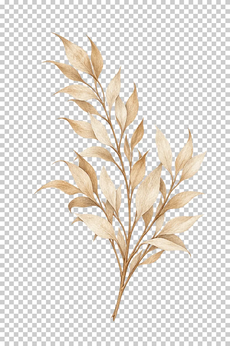 A bleached ruscus spray with pointed ivory leaves, fine veins and open branching stems.