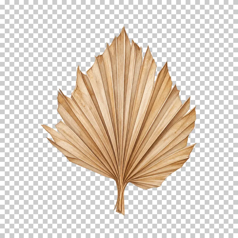 A warm tan dried palm spear with radiating pleats and a short complete cut stalk.
