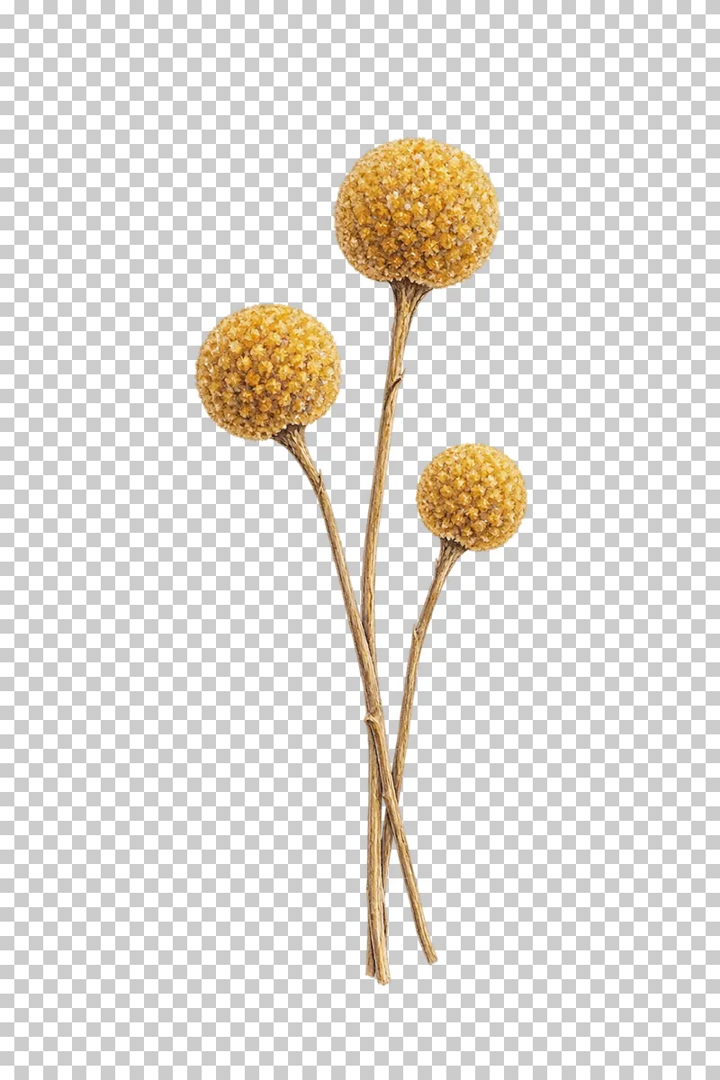 Three ochre spherical craspedia heads on long uneven dry stems.