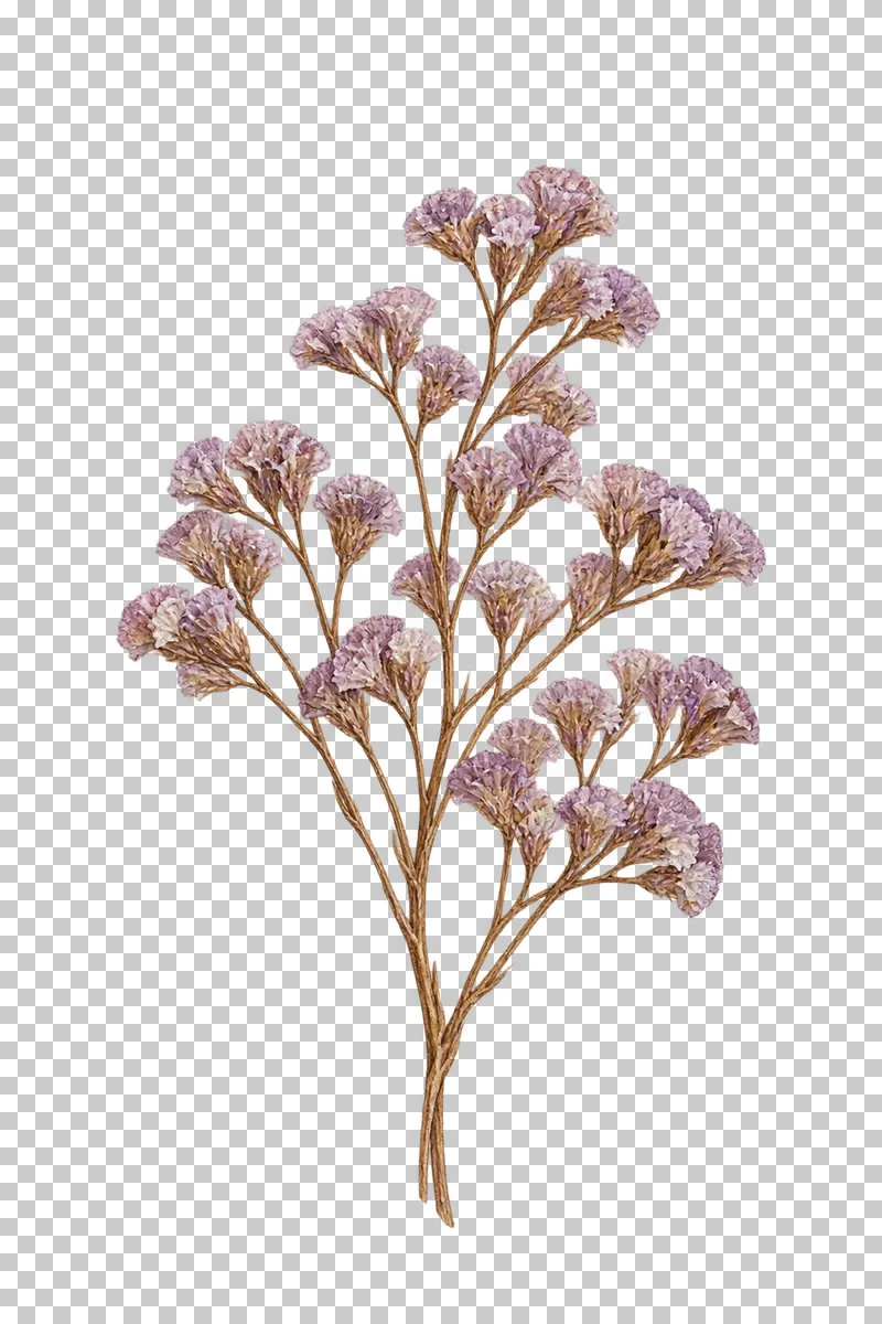 A branching spray of muted lilac papery statice clusters on fine brown stems.