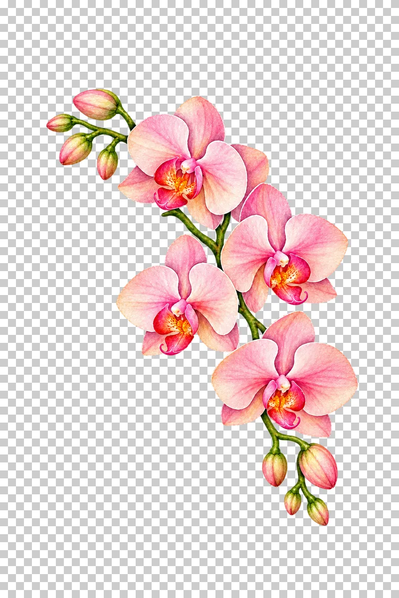 Arching stem of pale blush orchid flowers and buds in watercolor.