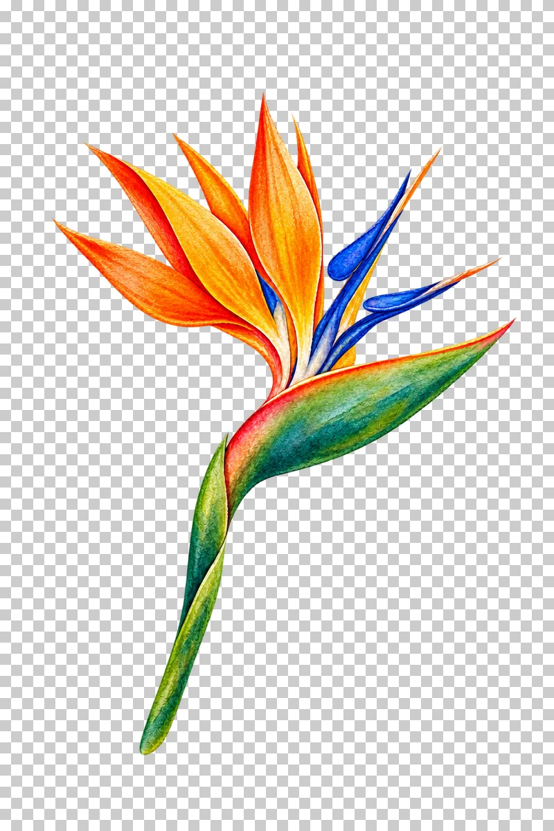 Orange and blue bird-of-paradise flower on a complete slender green stem in watercolor.