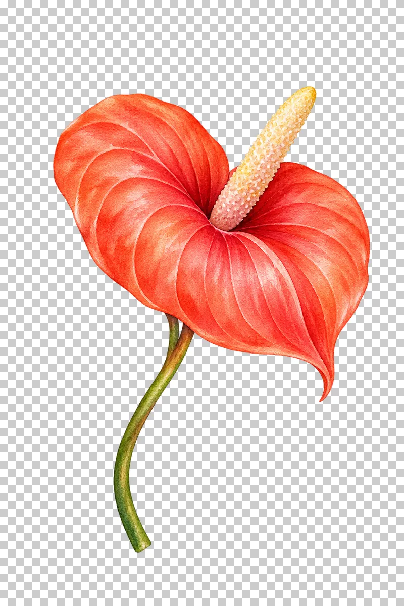 Coral heart-shaped anthurium flower with a pale spadix and curved stem in watercolor.