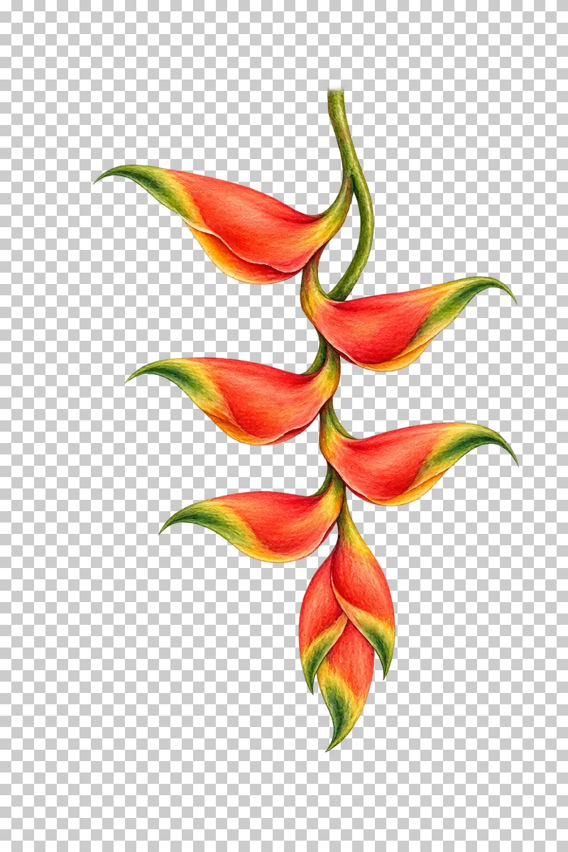 Descending red and orange heliconia bracts with small green tips in watercolor.