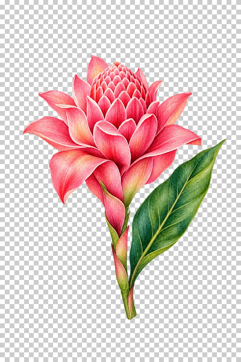 Layered pink torch ginger flower on an upright stem with green foliage in watercolor.