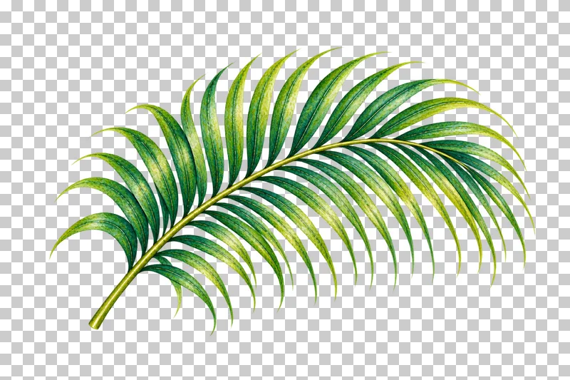 Curving green areca palm frond with fine separated leaflets in watercolor.