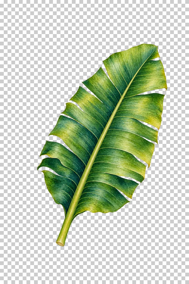 Long green banana leaf with a strong midrib and small natural edge splits in watercolor.