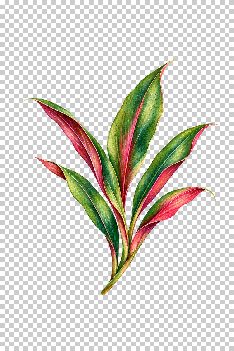 Connected spray of green and muted burgundy cordyline leaves in watercolor.