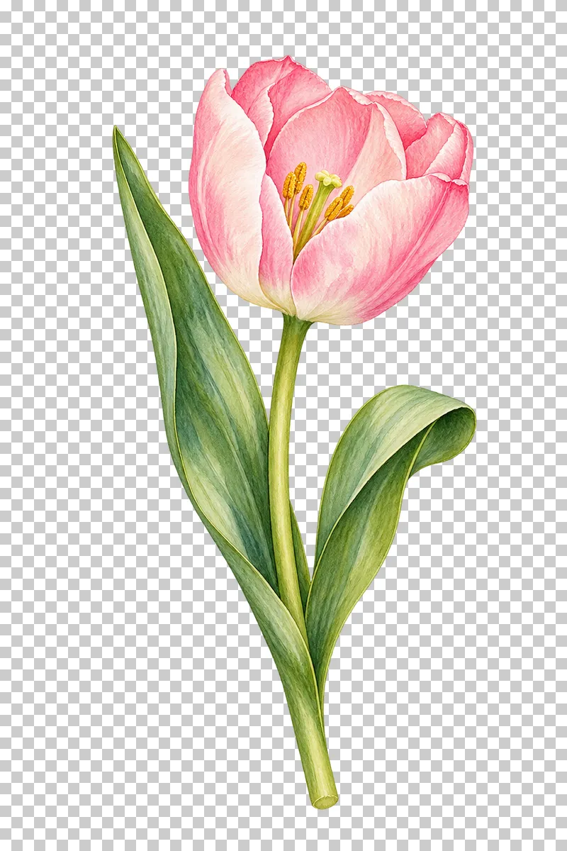One open pink tulip on a long green stem with a folded strap leaf.
